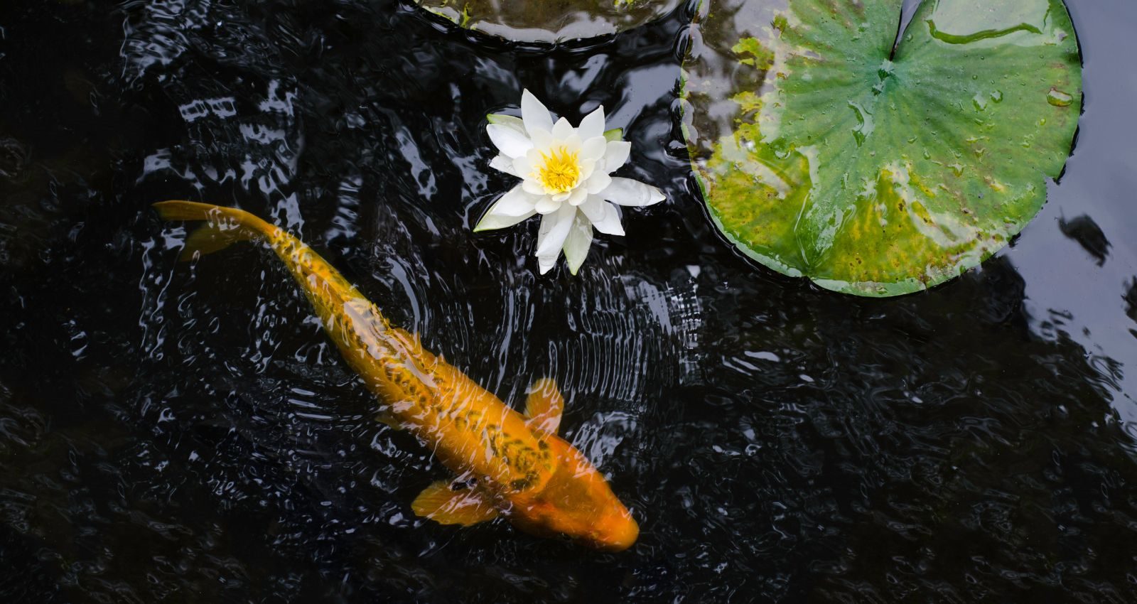 koi parasiter koi parasiter